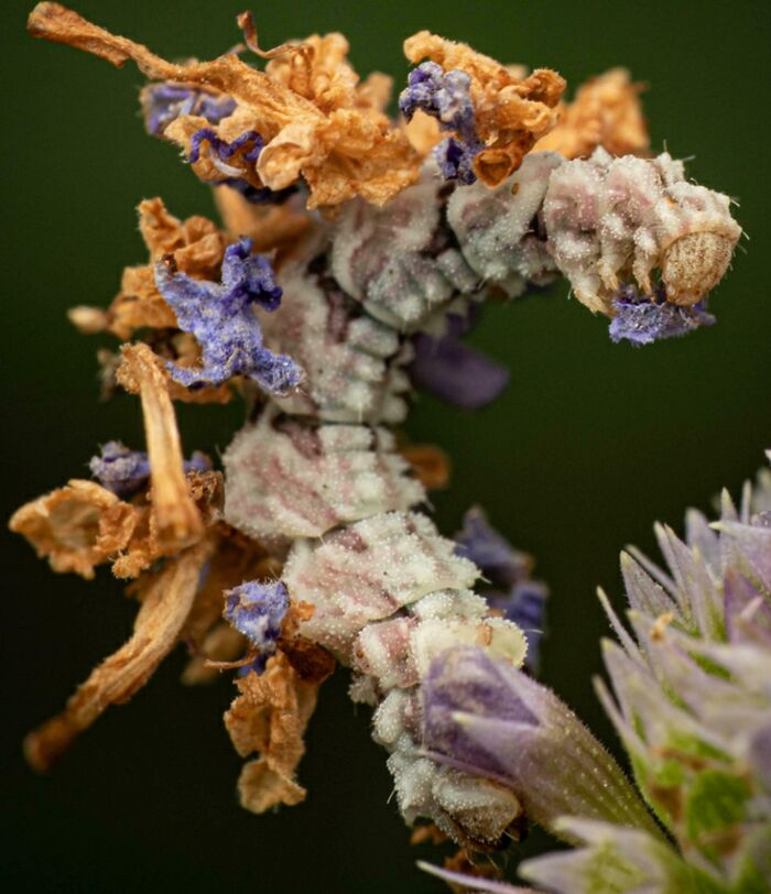 Close-up of an insect camouflaged with dried flowers and petals showing unique animal facts and natural disguise.