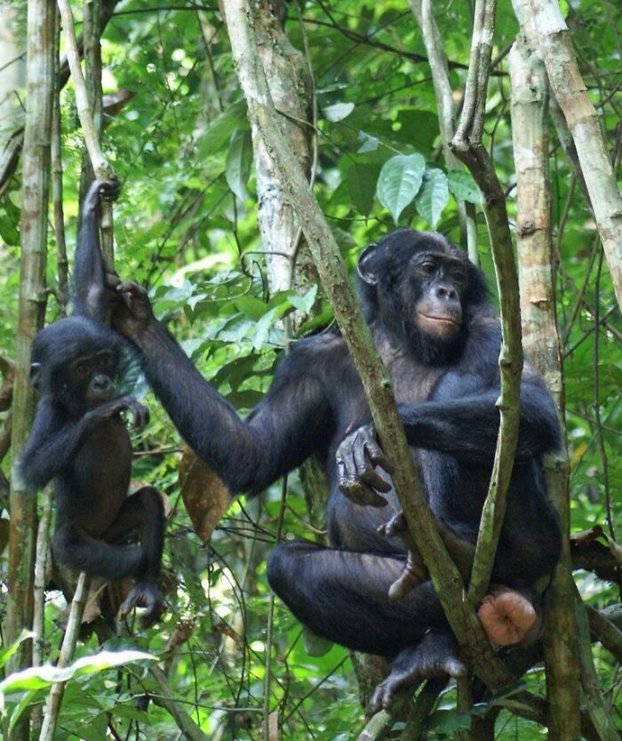 Two chimpanzees in a dense forest habitat, illustrating interesting facts about animals in the wild and their behavior.