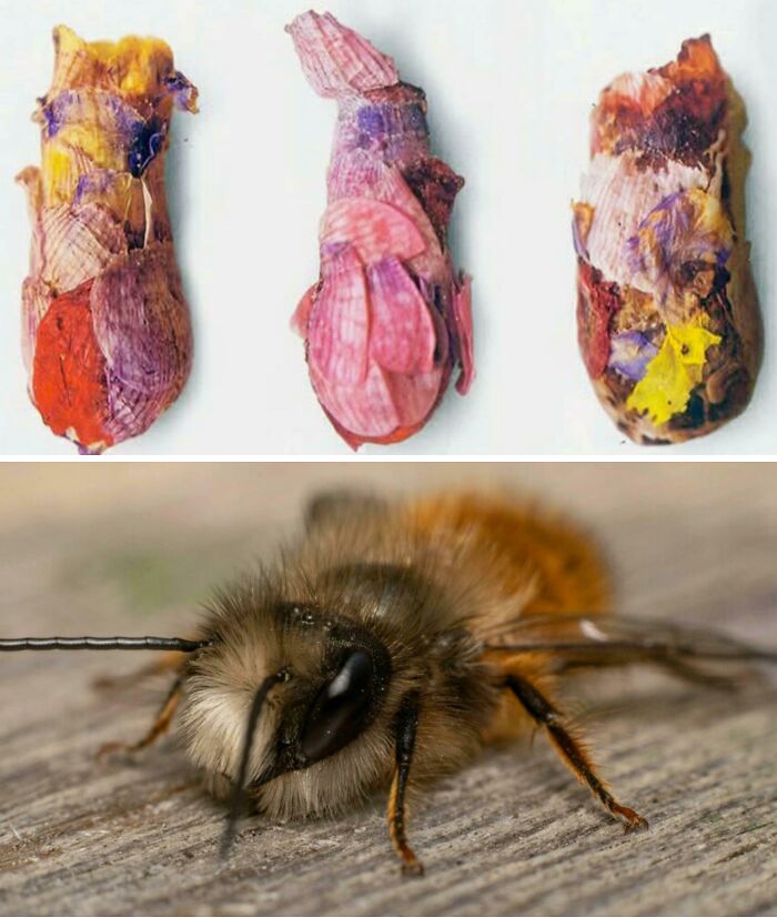 Colorful butterfly chrysalises made from flower petals and a close-up of a bee resting on wood, animal facts image.