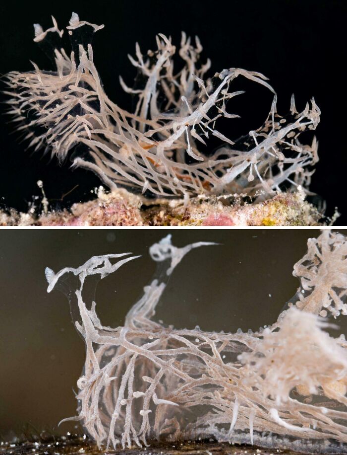 Close-up shots of a ghost pipefish underwater showcasing unique animal facts from nature’s amazing creatures.