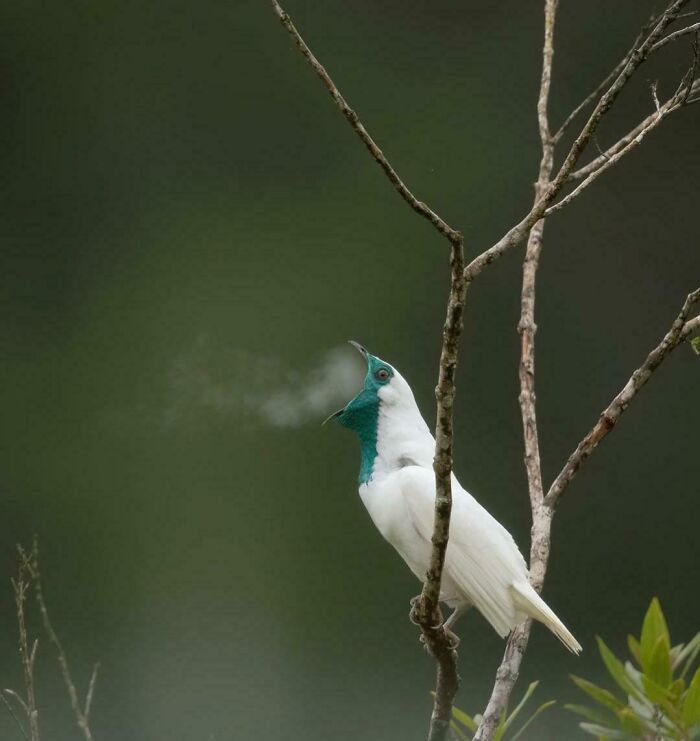 White and teal bird perched on a branch exhaling visible breath in cool air, showcasing unique animal behavior facts.