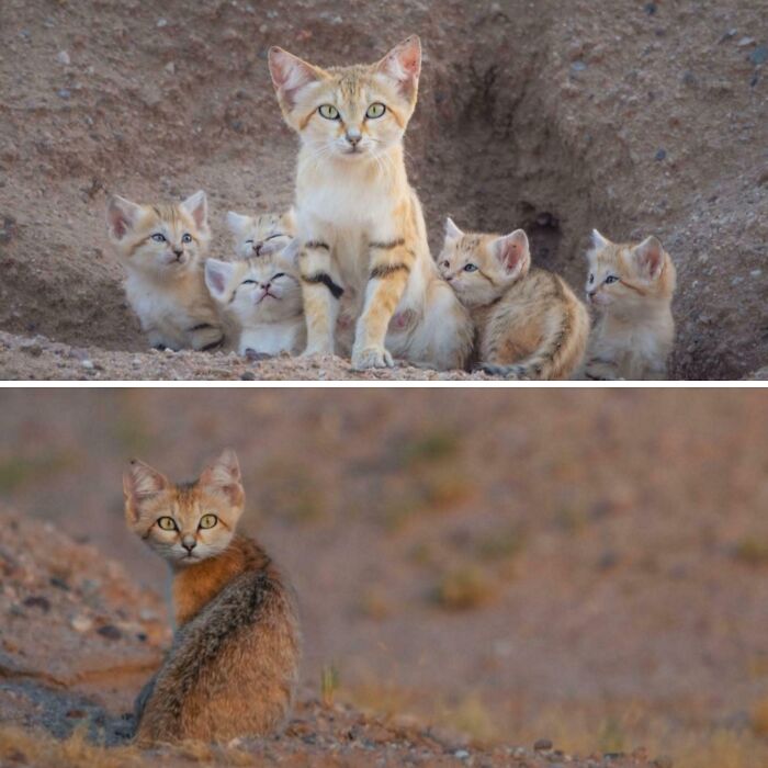 Sand cats and kittens in a desert setting showing rare animal behavior from 100 awesome facts about animals.
