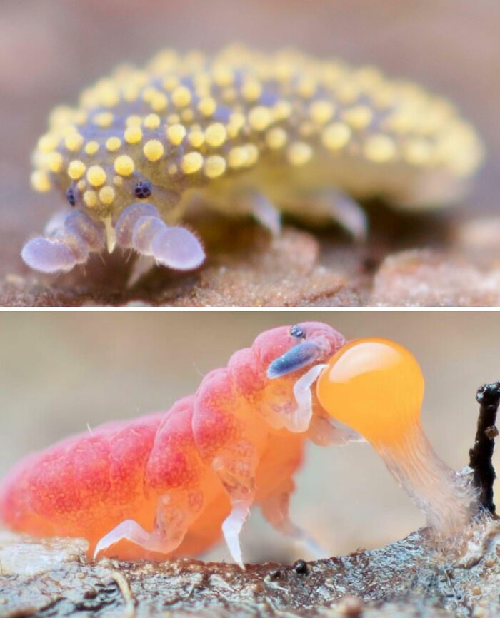 Close-up photos of tiny creatures showcasing 100 awesome facts about animals you probably didn’t know.