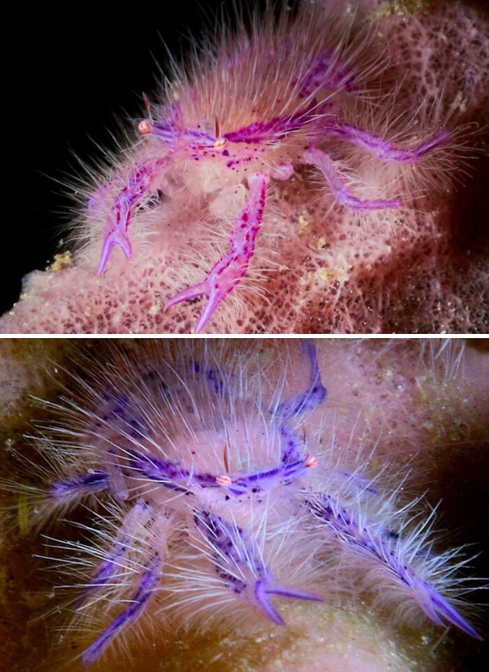 Close-up images of a rare hairy purple crab showcasing unique animal features for awesome animal facts collection.