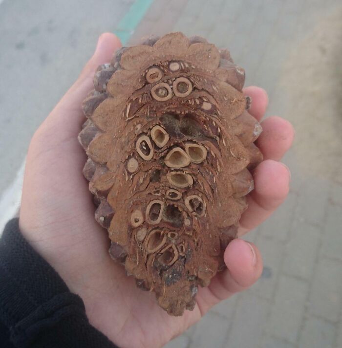 Hand holding a pine cone cut open to reveal the intricate insides of this natural object for inside views.