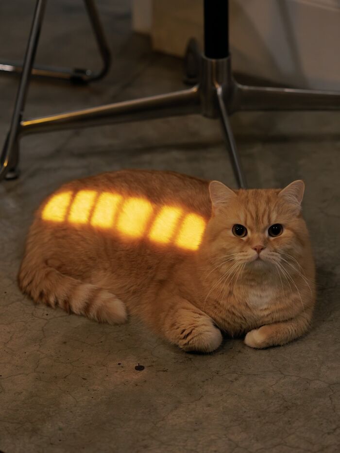 Gato naranja acostado con luz amarilla, imagen relajante para eye bleach y restaurar el ánimo con fotos balanceadas.