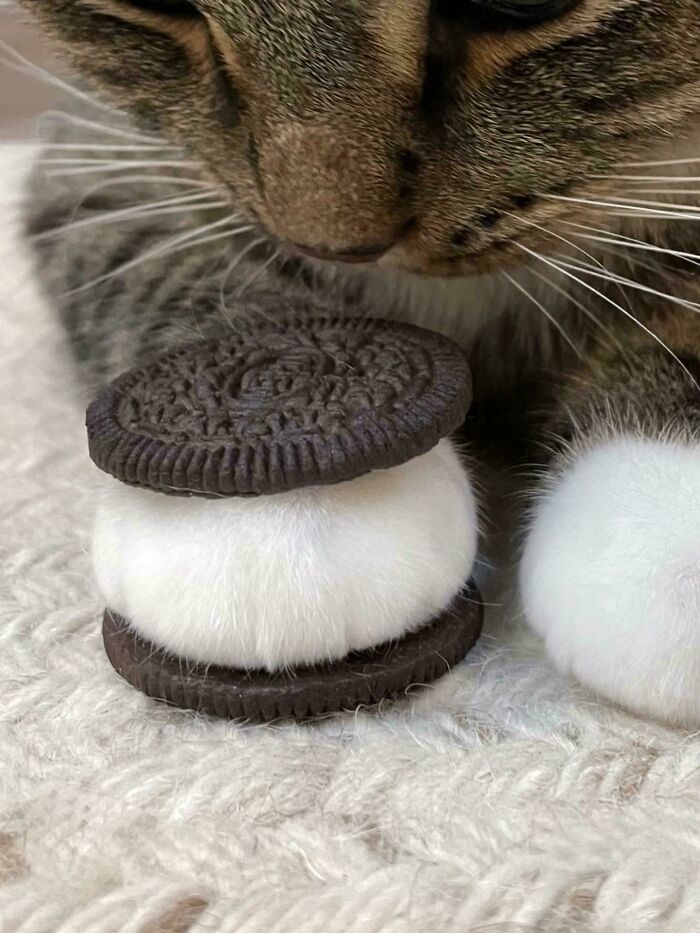 Close-up of a cat’s paw between two cookies resembling a unique treat in wholesome photos for eye bleach.