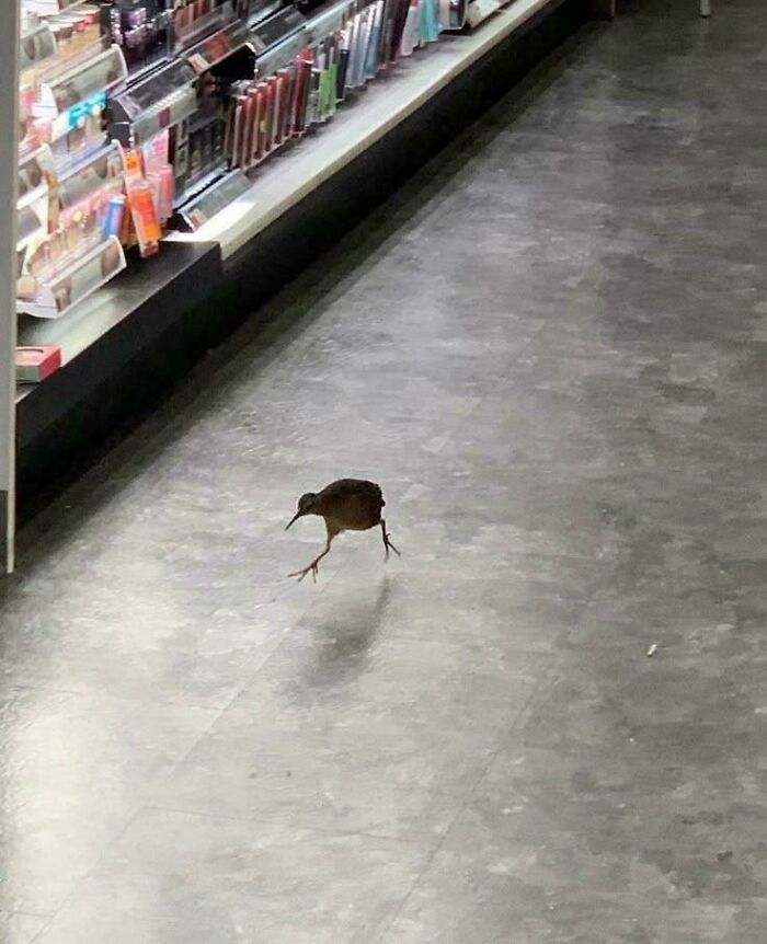 Small bird walking on a store floor with shelves of colorful products in the background, wholesome photo for eye bleach.