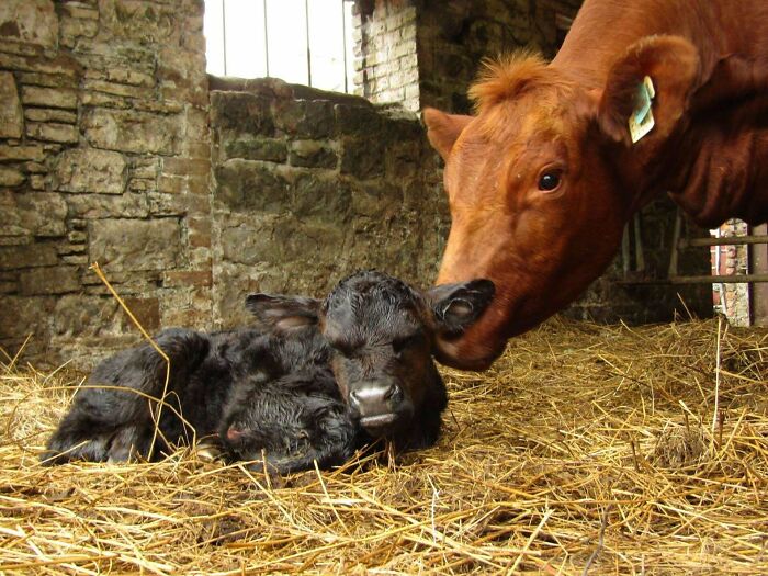 A mother cow gently nuzzling her newborn calf resting on straw in a rustic barn wholesome photo.