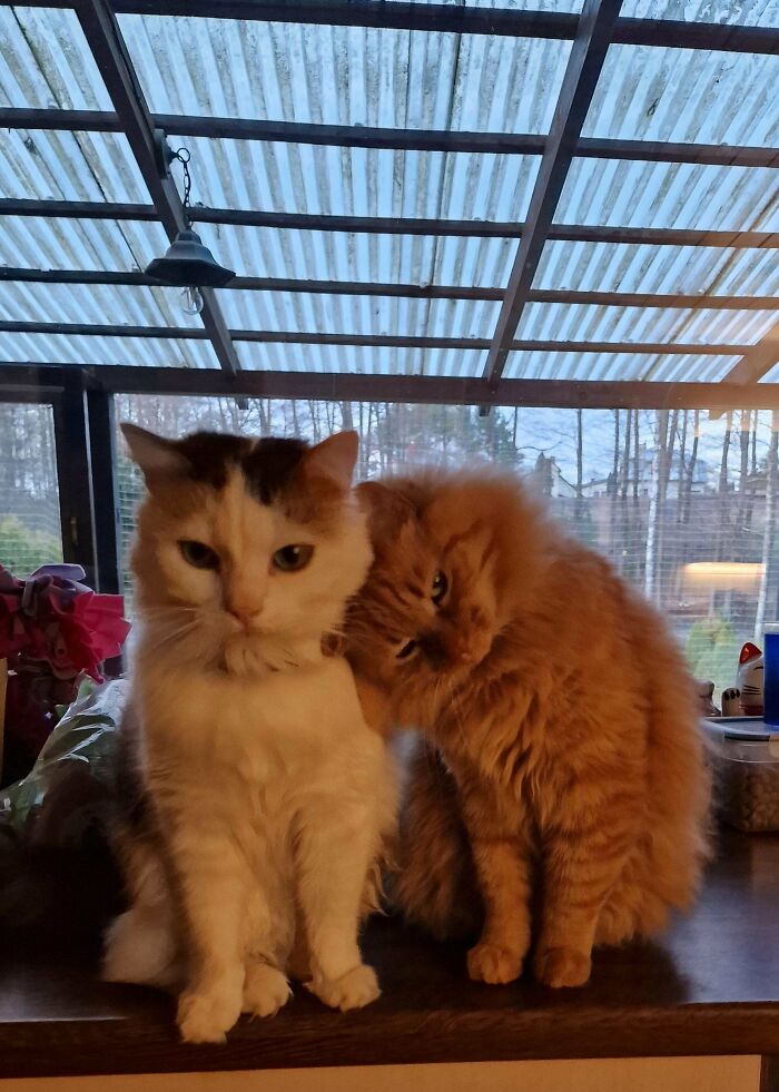 Dos gatos adorables juntos en interior, perfectos para imágenes de eye bleach que restauran el equilibrio visual.