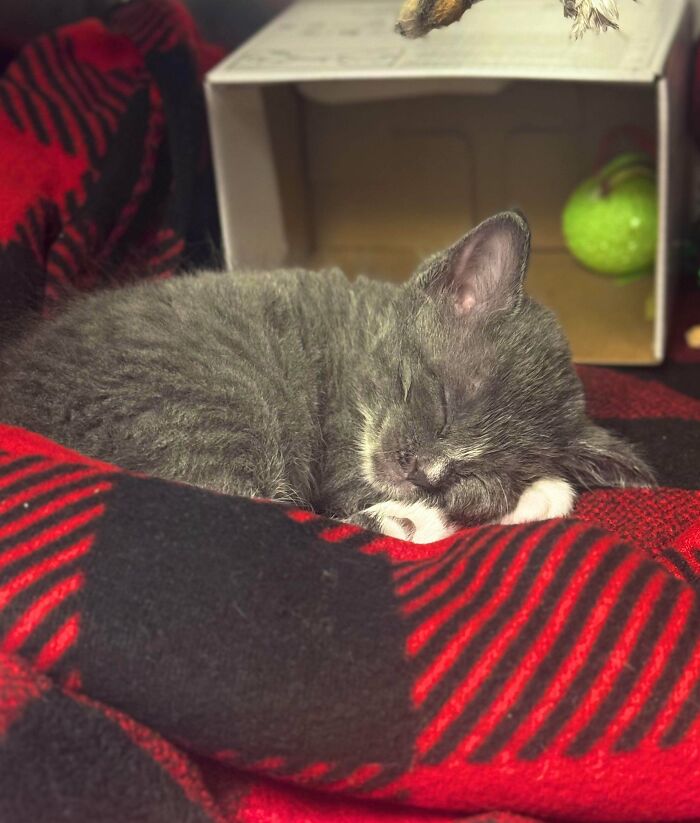 Sleeping gray kitten curled on a red and black blanket in a wholesome photo perfect for eye bleach to cleanse your eyes.