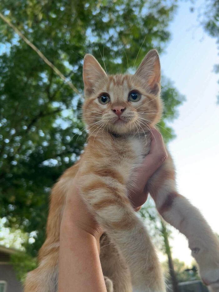 Orange tabby kitten held up outside with green trees and blue sky, a wholesome photo for eye bleach content.