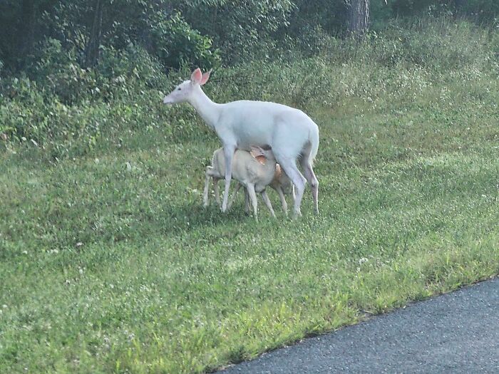 White deer nursing its fawn in a grassy field near the edge of a forest, a wholesome eye bleach moment.