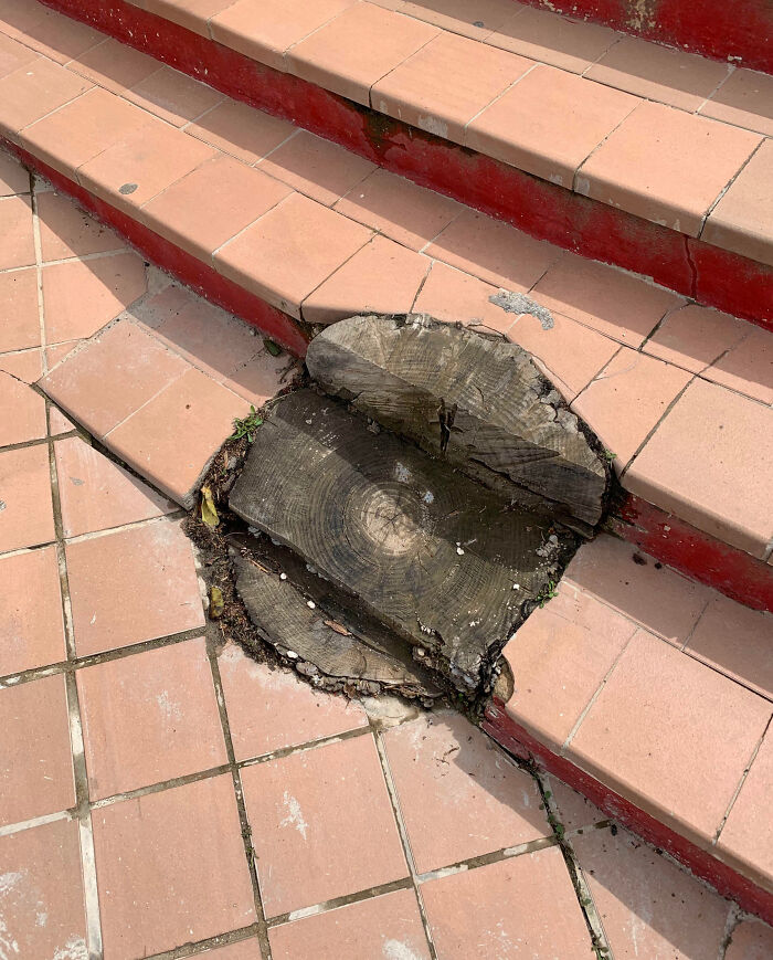 Tree stump partially embedded in tiled stairs showing a funny example of people not even trying to fix it properly.