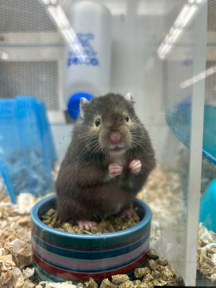 Cute hamster sitting in a food bowl inside a cage, a wholesome photo perfect for eye bleach to cleanse your eyes.