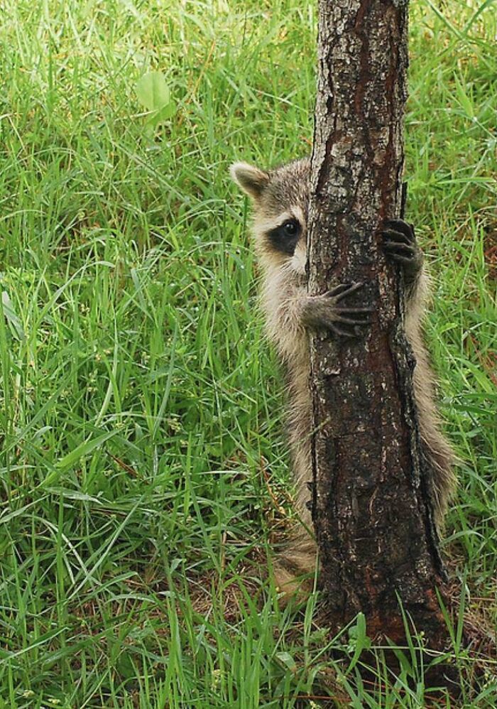 Adorable raccoon peeking from behind a tree in lush green grass wholesome photo for eye bleach moments.