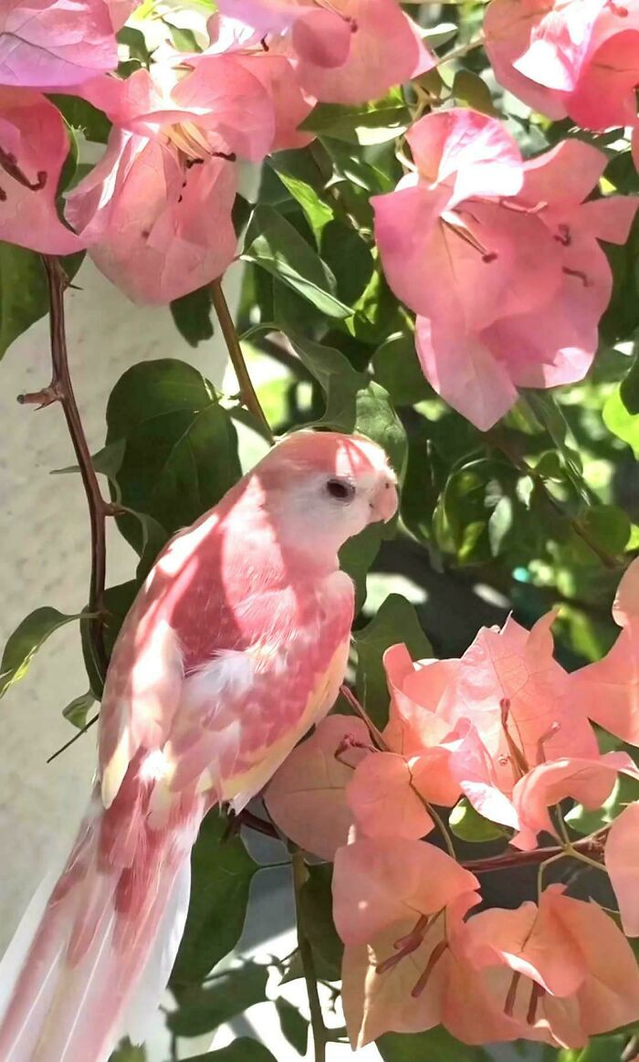Pájaro rosado posado entre flores brillantes, imagen relajante para inspiración eye bleach y equilibrio visual.