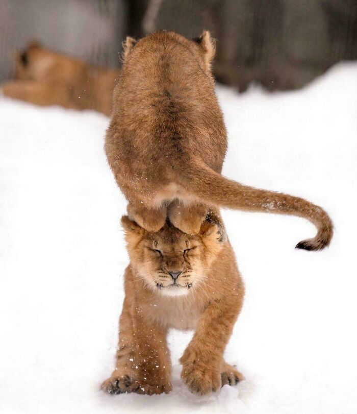 Crías de león jugando en la nieve, imagen ideal para fotos de eye bleach que restauran el equilibrio visual.