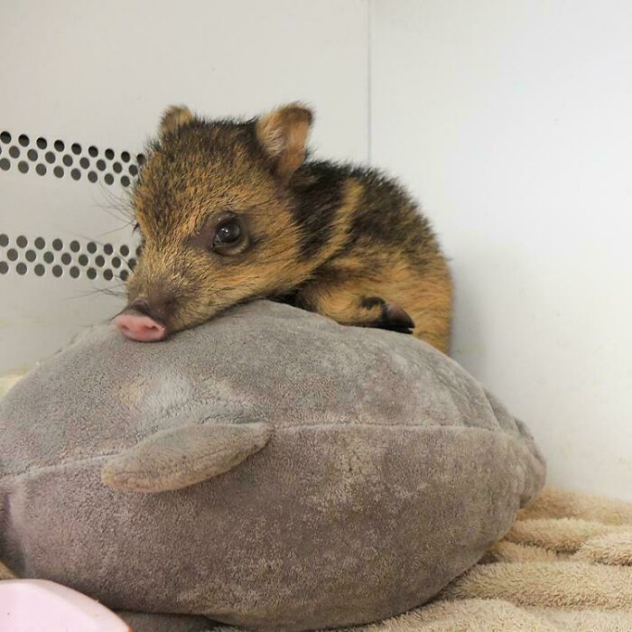Baby wild pig resting on a soft plush toy, a wholesome photo that serves as eye bleach to cleanse your eyes.