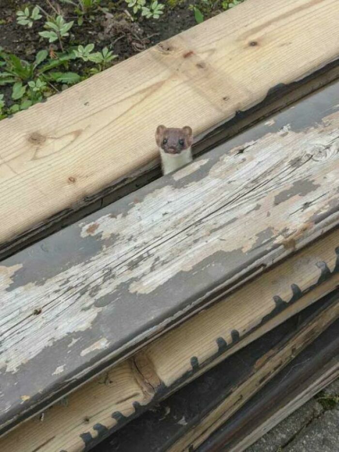 Small animal peeking between weathered wooden planks, a wholesome photo offering eye bleach for soothing visuals.