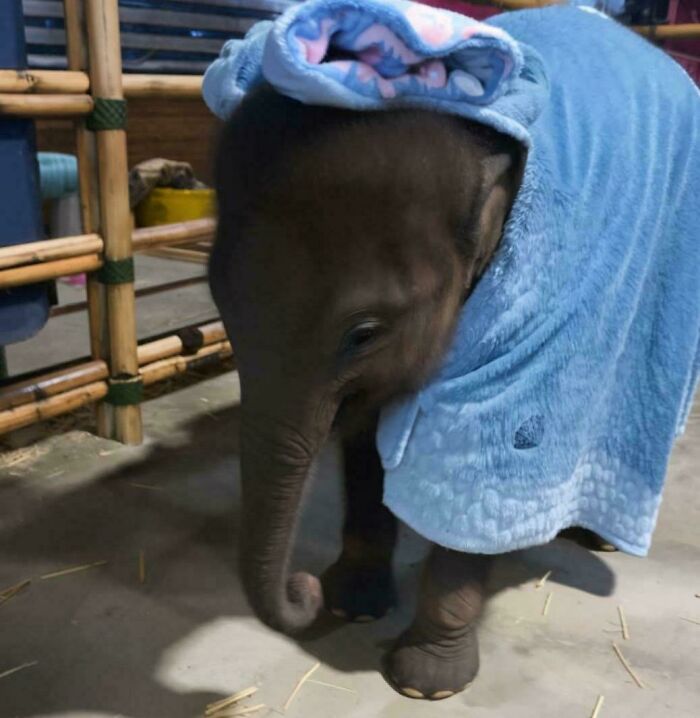 Elefante bebé envuelto en manta azul, imagen tierna para las mejores fotos de eye bleach que restauran el equilibrio visual.