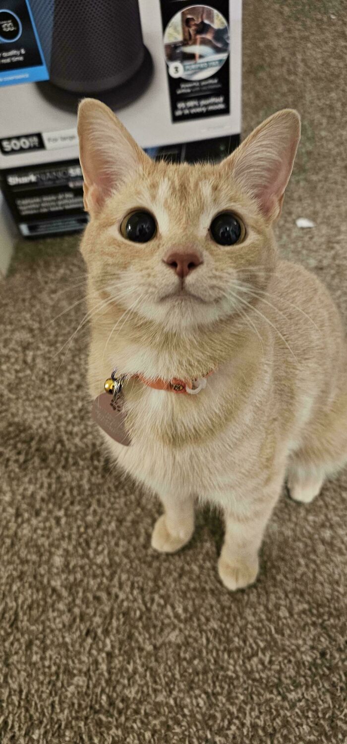 Light orange cat with wide eyes wearing a collar, a wholesome photo perfect as eye bleach to cleanse your eyes.