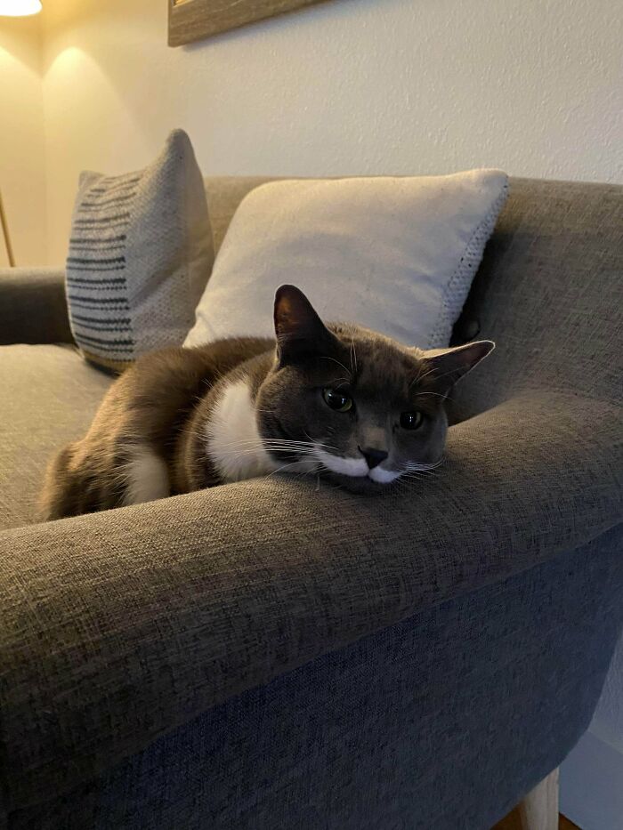 Gray and white cat resting on a couch, providing one of the wholesome photos that are eye bleach for the soul.
