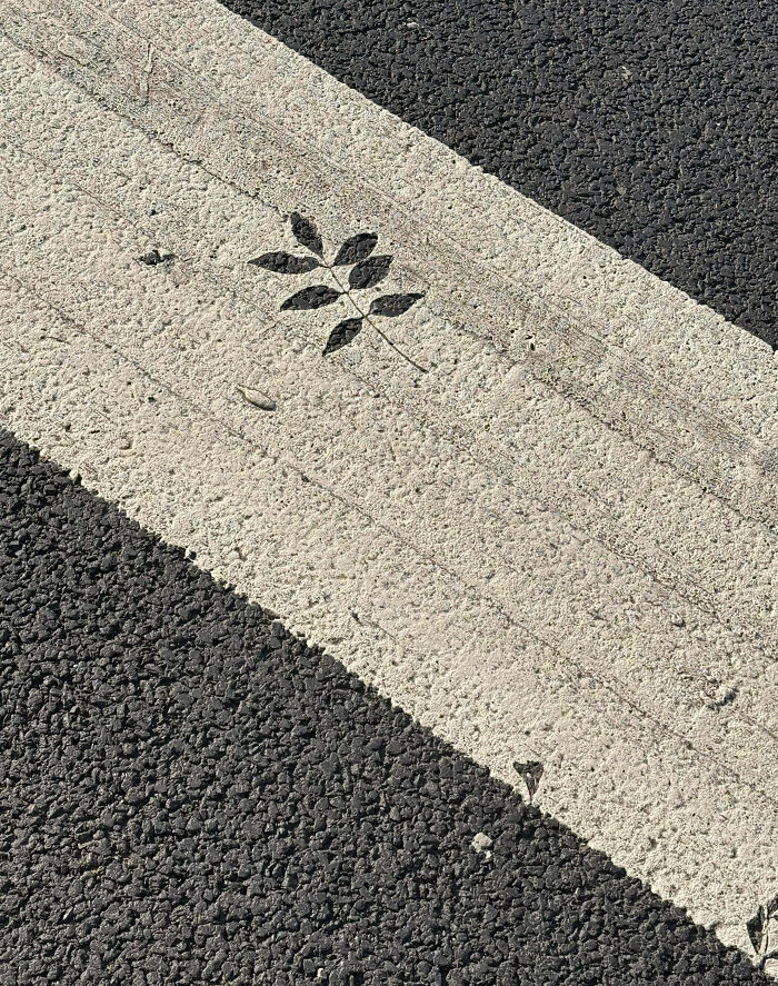 Leaf stuck in a street line marking, a funny example of people not even trying to fix the road paint job.