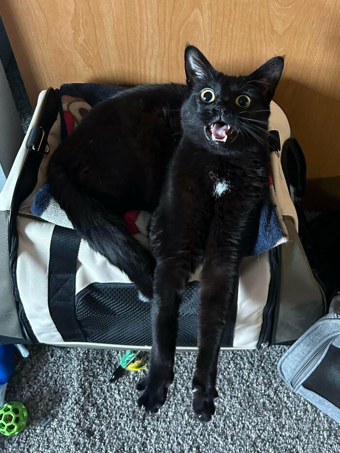 Black kitty with wide eyes and open mouth stretching front paws while resting in a soft carrier on carpeted floor.