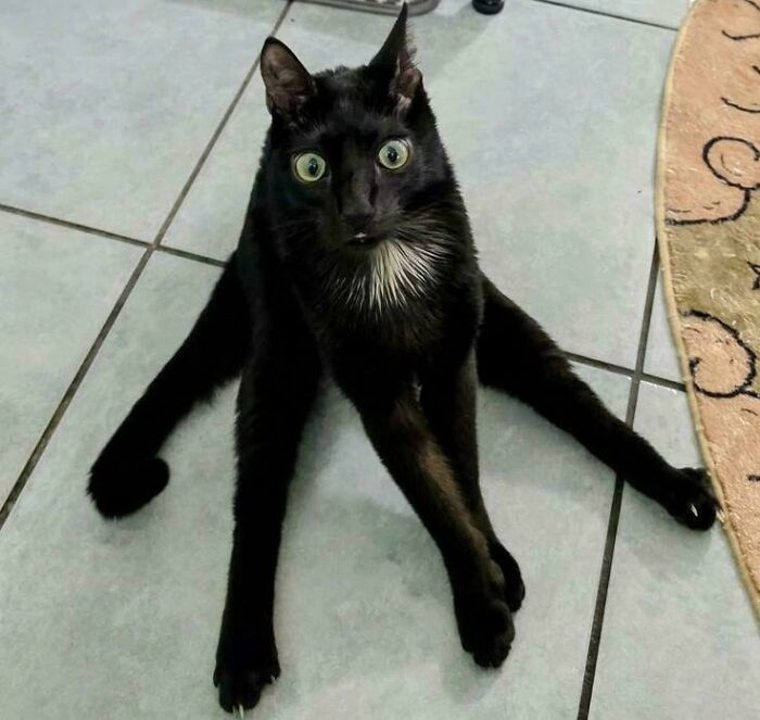 Black kitty with bright green eyes sitting on tiled floor with legs stretched out in an unusual pose indoors.
