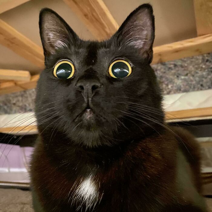 Black kitty with wide eyes and a small white patch on its chest resting under wooden furniture indoors.
