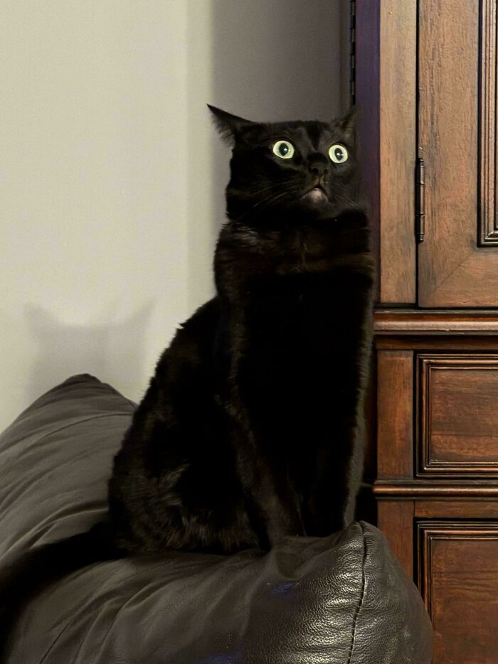 Black kitty with bright green eyes sitting alert on a leather couch near a wooden cabinet indoors.