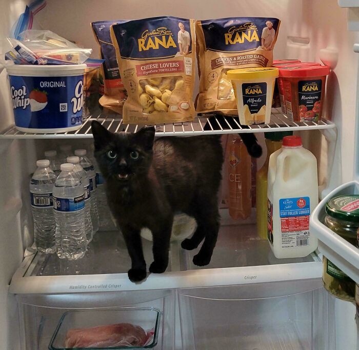 Black kitty standing inside a fridge among food items, looking curiously with bright eyes and open mouth.