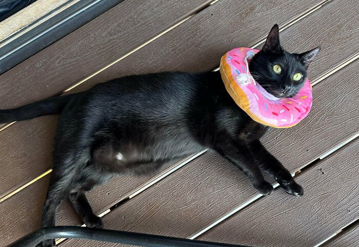 Black kitty lying on wooden floor wearing a colorful donut-shaped collar, showcasing adorable and loving feline charm.