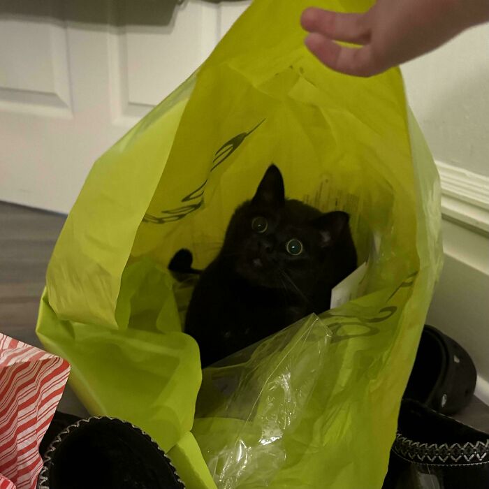 Black kitty with wide eyes sitting inside a yellow shopping bag, showing adorable and playful feline behavior indoors.