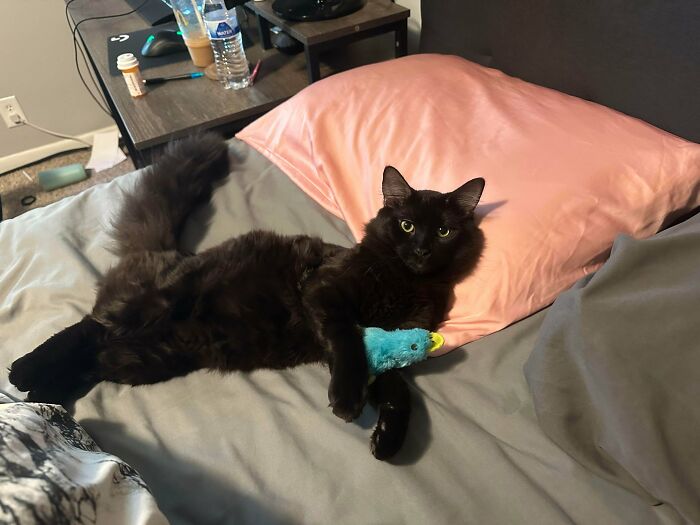 Black kitty lying on bed with a pink pillow, holding a blue bird plush toy, showcasing adorable black kitties charm.