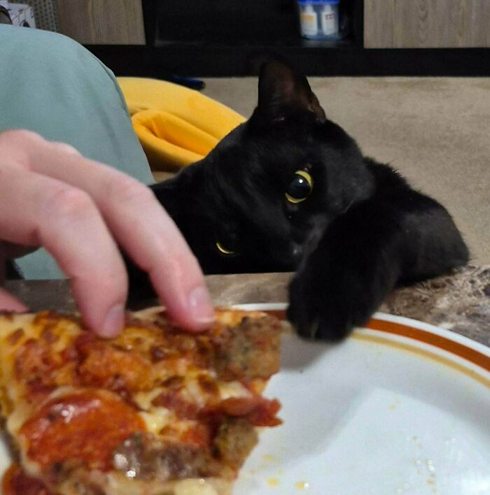 Black kitty with bright eyes reaching for a slice of pizza on a plate, showing adorable curious behavior.