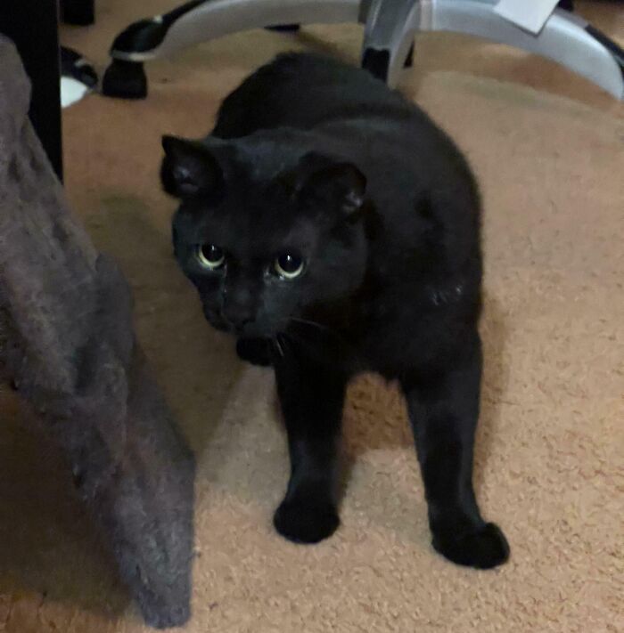Black kitty with bright eyes walking on carpet near furniture, showcasing adorable black kitties bringing love.