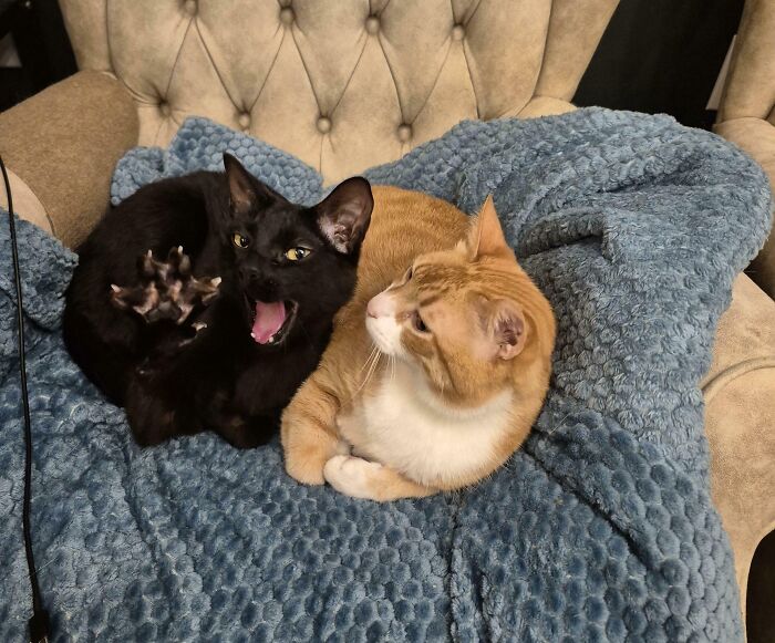 Black kitty playfully stretching next to an orange and white cat on a textured blue blanket on a beige armchair