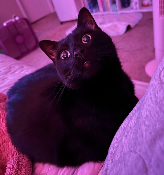 Black kitty with wide eyes sitting indoors on a bed, showcasing the adorable charm of black kitties that bring love.
