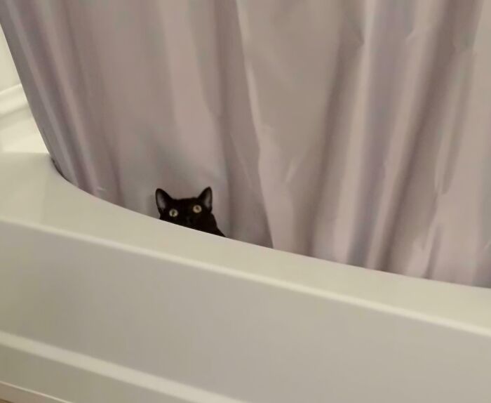 Black kitty peeking over a white bathtub with a light purple shower curtain in the background.