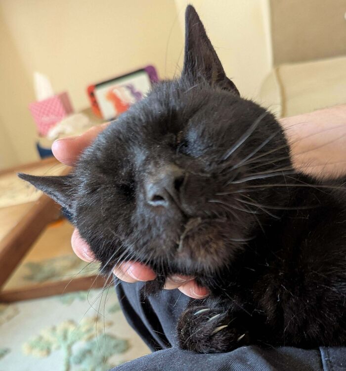 Close-up of an adorable black kitty with closed eyes being gently held, showing affection and calmness at home.