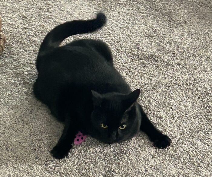 Black kitty lying on carpet with a pink toy, showcasing adorable and loving black kitties instead of misfortune.