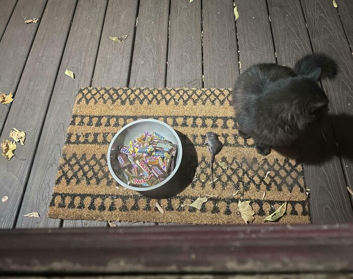 Black kitties on a porch with a bowl of candy and a toy mouse on a patterned doormat at night.
