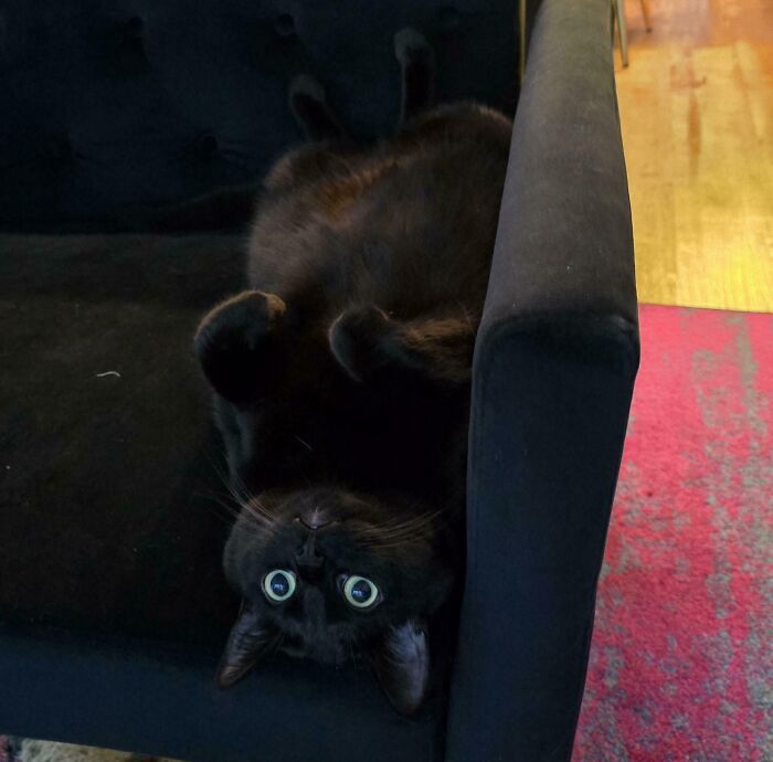 Black kitty lying upside down on a dark couch with bright eyes, showcasing adorable and loving feline charm.