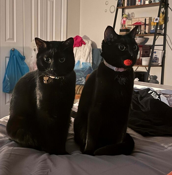 Two adorable black kitties sitting on a bed, one with a toy in its mouth, bringing love and charm indoors.