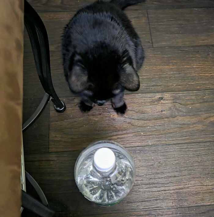 Black kitty sitting on wooden floor curiously looking at a plastic water bottle in a cozy indoor setting.