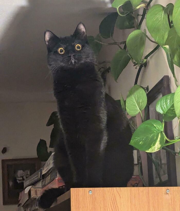 Black kitty with bright yellow eyes sitting indoors near green leafy plants on a wooden surface.