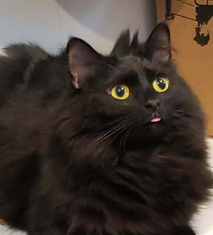 Fluffy black kitty with bright yellow eyes looking up with a tiny pink tongue sticking out indoors.