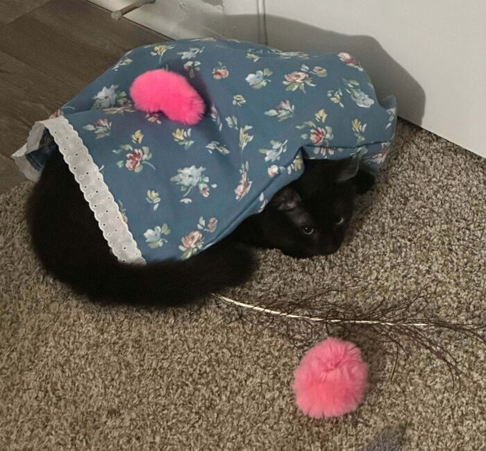 Black kitty wearing a blue floral outfit with pink pom-pom toys, resting on carpet near a white wall.